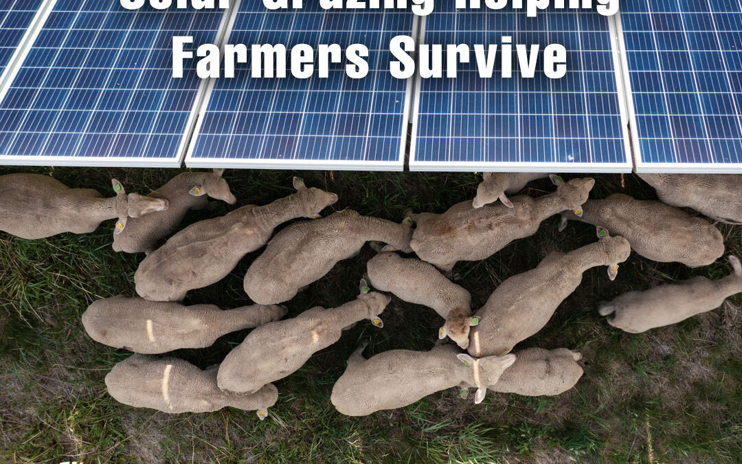 Solar Grazing Helps Farmers Survive